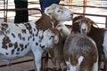 A flock of Damara breed sheep in a pen