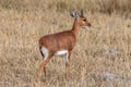 Damara Dik-Dik - Damaraland - Namibia