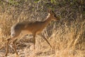 Damara Dik-Dik