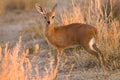 Damara Dik-Dik