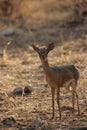 Damara Dik-Dik