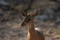 Damara Dik-Dik Royalty Free Stock Photo