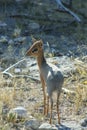 Damara Dik-Dik, Namibia