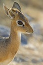 Damara Dik- Dik portrait