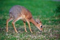 Damara dik-dik Madoqua kirkii