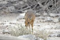 Damara dik-dik nibbling on shrub, Etosha