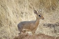 Damara dik-dik in tall grass, Etosha