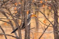 Damara red-billed hornbill, small species of African hornbills. Africa wildlife. Etosha National Park, Namibia Royalty Free Stock Photo