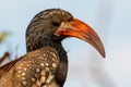 Damara red-billed hornbill, small species of African hornbills. Africa wildlife. Mowani, Damaraland, Namibia