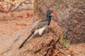 Damara red-billed hornbill, small species of African hornbills. Africa wildlife. Mowani, Damaraland, Namibia