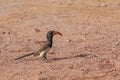 Damara red-billed hornbill, small species of African hornbills. Africa wildlife. Mowani, Damaraland, Namibia