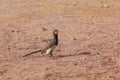 Damara red-billed hornbill, small species of African hornbills. Africa wildlife. Mowani, Damaraland, Namibia