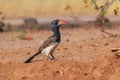 Damara red-billed hornbill, small species of African hornbills. Africa wildlife. Mowani, Damaraland, Namibia