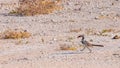 Damara red-billed hornbill (Tockus damarensis) walking on the ground, Onguma Game Reserve, Namibia. Royalty Free Stock Photo