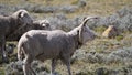 Damara sheep in Lesotho Royalty Free Stock Photo
