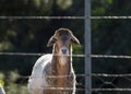 A Damara sheep standing behind the fence on the farm Royalty Free Stock Photo