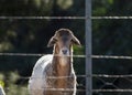 A Damara sheep standing behind the fence on the farm