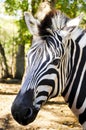 Damara Zebra