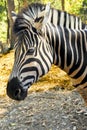 Damara Zebra