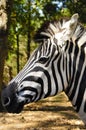 Damara Zebra
