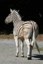 Damara zebra