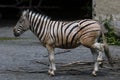 Damara zebra