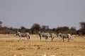 Damara zebra, Equus burchelli antiquorum, in the bush Namibia