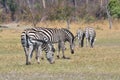 Damara zebra,Equus burchelli antiquorum,national park Moremi, Botswana