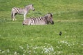 Damara Zebra- Equus burchellii antiquorum