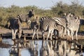 Damara zebra herd, Equus burchelli antiquorum, in Boteti river, Makgadikgadi National Park, Botswana