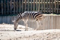 Damara zebra searching for food in the sand