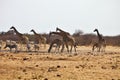 Damara zebras and giraffes at the waterhole, Etosha, Namibia Royalty Free Stock Photo