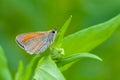 Damas immaculata butterfly on a blade of grass early waiting for the first rays of the sun