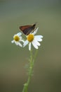 Damas immaculata butterfly on daisy