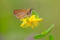 Damas immaculata butterfly on the forest flower in the dew