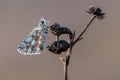 Damas immaculata butterfly sits on a blade of grass in the meadow