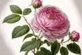 Damask Rose bloom in pink against a white background. The Damascene Rose