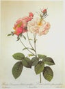 Damask Rose Celsiana Rosa Damascena Miller Celsiana Fleurs Proliferes Roses Illustration Flower Prints Floral Sketch Nature