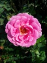 Damask rose flower