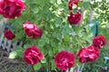 Damask rose Magnoliophyta flowers close up