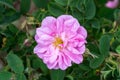 Damask rose Rosa Damascena close up