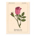 Damask rose Rosa damascena , ornamental and medicinal plant