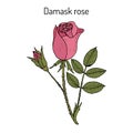 Damask rose Rosa damascena , ornamental and medicinal plant