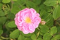 Damask Rose - Rosa x Damascena