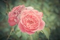 Damask rose, vintage flower