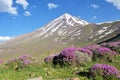 Damavand and wild pink flowers in Alborz Mountains , Iran