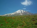 Damavand and green slopes meadow , Iran