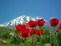 Damavand and poppy flowers , Iran