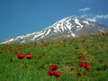 Damavand and poppy flowers , Iran