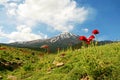 Damavand and poppy flowers